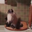 Канал Video LOL в Telegram