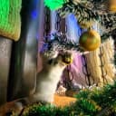 Канал Shipping cargo cats, dogs, pets. Карго отправки из москвы по всему миру. Карго животные. Доставка Животных по всему миру из Моск в Telegram