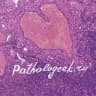 Telegram-канал Pathologeek