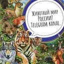 Канал Животный мир России в Telegram