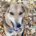 Канал Dog.called.Sky в Telegram