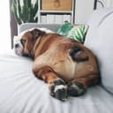 Канал Funny BullDogs в Telegram