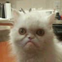 Канал Broken Cats в Telegram