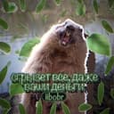 Канал 𝑩𝒆𝒂𝒗𝒆𝒓 в Telegram