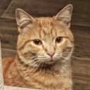 Группа Русские в Тбилиси 🇬🇪 🐈🐈‍⬛ в Telegram