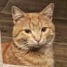 Telegram-группа Русские в Тбилиси 🇬🇪 🐈🐈‍⬛