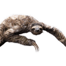 Sloth