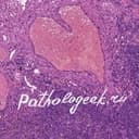 Канал Pathologeek в Telegram