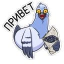 Стикеры Голубь Михаил в Telegram