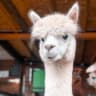 Telegram-канал Alpaca land 🦙