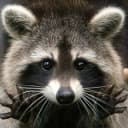 Канал Procyon/raccoon/енот в Telegram
