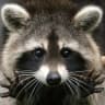 Telegram-канал Procyon/raccoon/енот