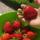 Канал Дача Лето Сад - со вкусом и любовью 🌱 в Telegram