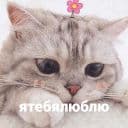 Стикеры котики и мы в Telegram