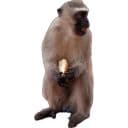 Стикеры Monkey пон в Telegram