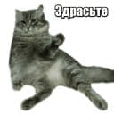 Стикеры 40 кошек в Telegram