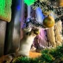 Канал Shipping cargo cats, dogs, pets. Карго отправки из москвы по всему миру. Карго животные. Доставка Животных по всему миру из Моск в Telegram