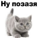 Стикеры Котята в Telegram