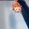 Telegram-канал Cat and Pat's
