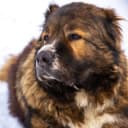 Канал Dudusik Dog в Telegram