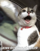 Стикеры po rzhat' в Telegram