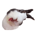 Стикеры Sexy Animals в Telegram