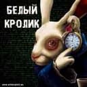Канал БЕЛЫЙ КРОЛИК в Telegram