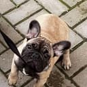 Канал French Bulldog Terra Tanro в Telegram