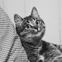 Канал DailyCats в Telegram