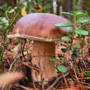 Канал 🌲Грибное местечко🌲 в Telegram