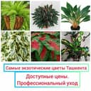 Канал ДЕКОРАТИВНО-ЛИСТВЕННЫЕ И ЦВЕТОЧНЫЕ РАСТЕНИЯ. в Telegram