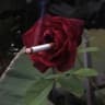 Telegram-канал cursed images 🥀