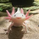 Канал Axolotl, аксолотль на все случаи жизни в Telegram