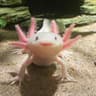 Axolotl, аксолотль на все случаи жизни