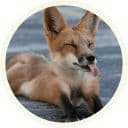 Стикеры ? Лисы в Telegram