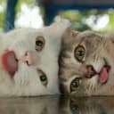 Канал I'm a cat, mlem в Telegram