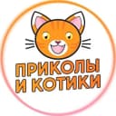 Канал Приколы и Котики в Telegram