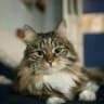 Telegram-канал Самый уютный приют 50pets