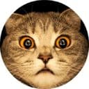 Стикеры Котики и кошечки 2 в Telegram
