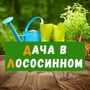 Канал Дача в Лососинном в Telegram