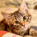 Канал Entropy The Cat в Telegram