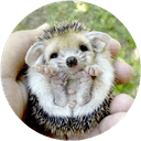 Стикеры Kids Animals в Telegram
