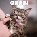 Стикеры Котик Лил в Telegram