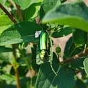 Канал Защита растений plant protection🐛🐞🪴🔬 в Telegram