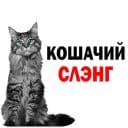 Стикеры Кошачий cлэнг в Telegram