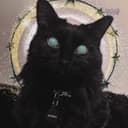 Канал saint meow в Telegram