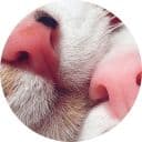 Стикеры Котиковы в Telegram