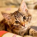 Канал Entropy The Cat в Telegram