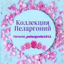 Канал Коллекция Пеларгоний Наталии в Telegram
